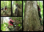 forestry-engineering-itb-analyzing-the-phenomenon-of-ecology-in-bukit-barisan-selatan-national-park