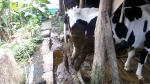 community-development-himatek-itb-ciptakan-kemandirian-desa-dengan-memanfaatkan-kotoran-sapi