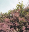 behind-the-splendor-of-flowers-at-ganesha-campus
