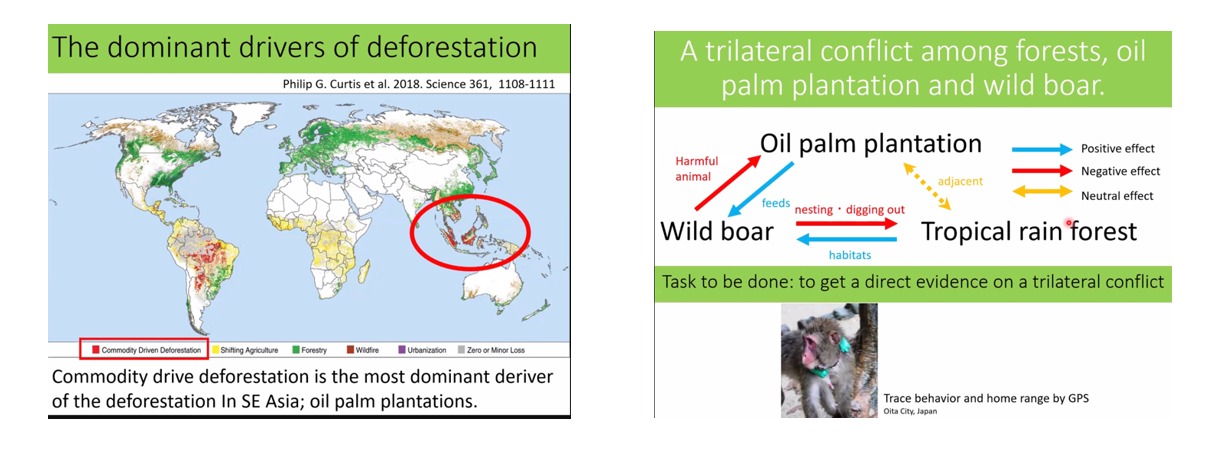 mengenal-biodiversitas-dan-interaksi-ekologi-di-ekosistem-hutan-hujan-tropis