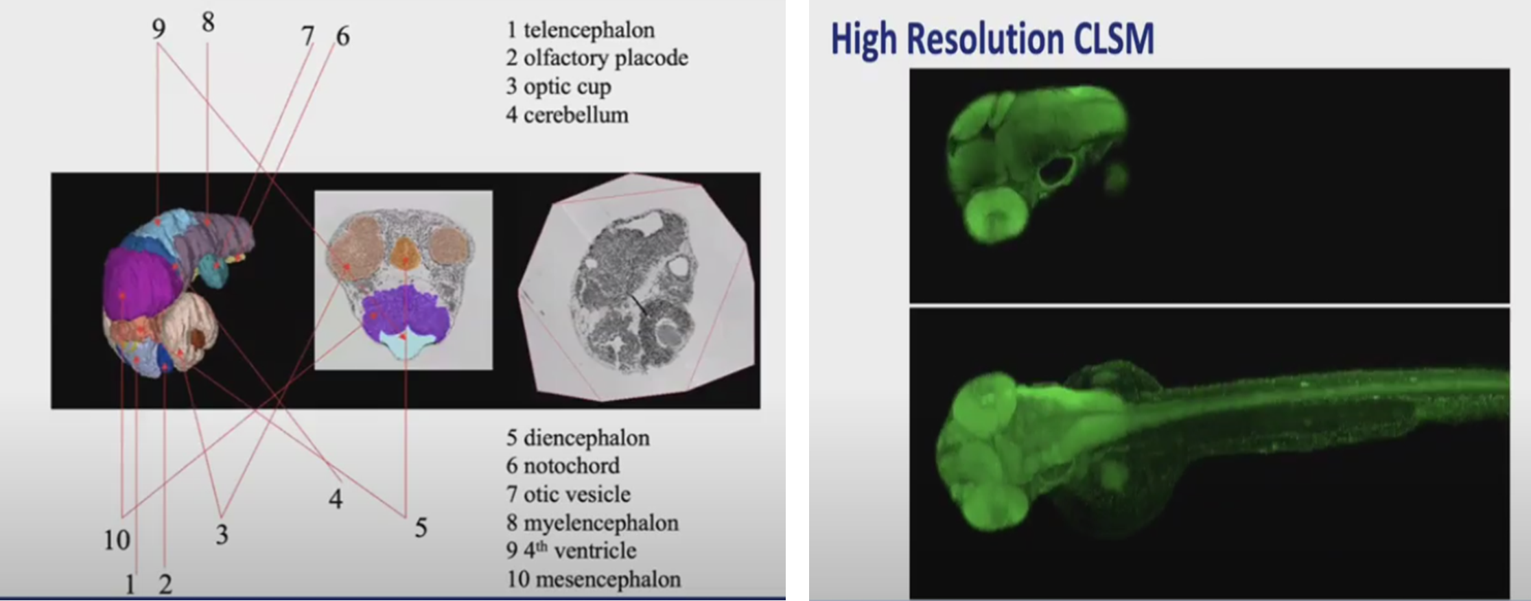 computational-bioimaging-teknologi-mutakhir-untuk-pencitraan-makhluk-hidup-menembus-kemampuan-kasat-mata